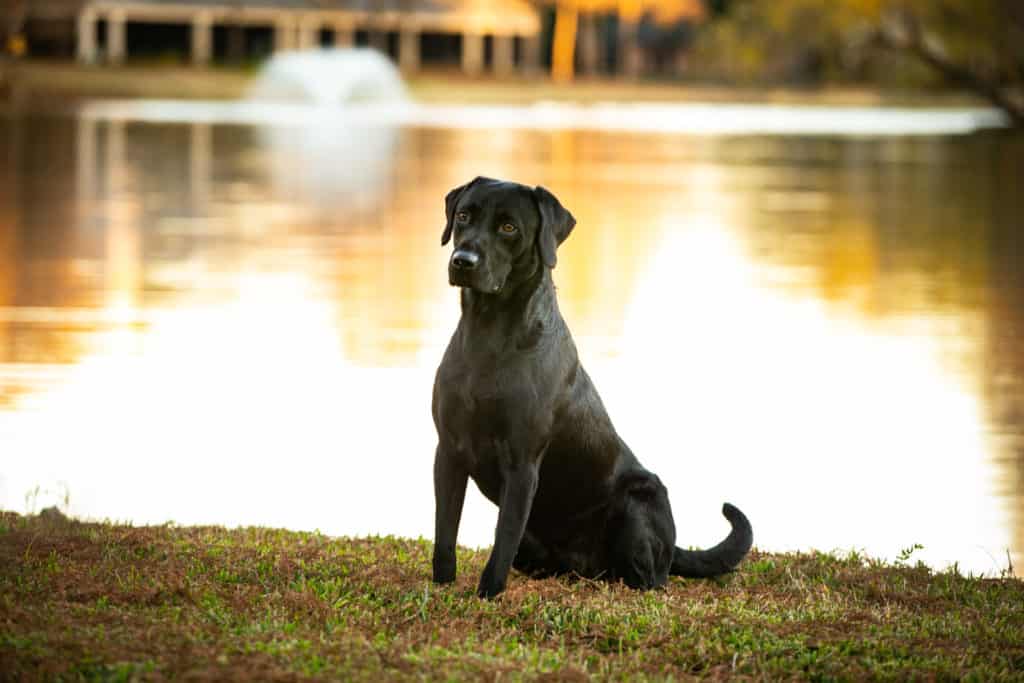 Mojo kennels shop