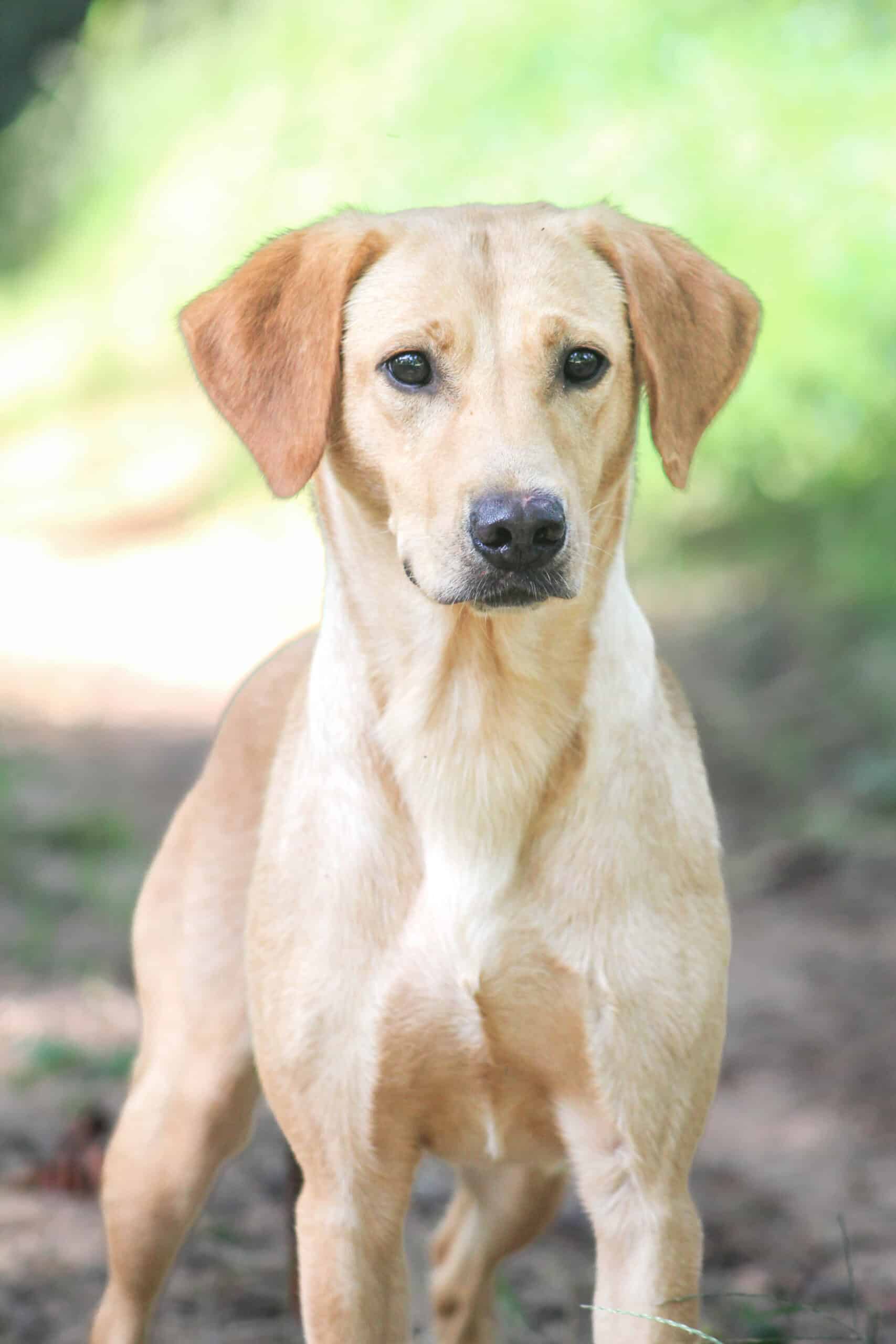 Robust Rio Dog Rio
